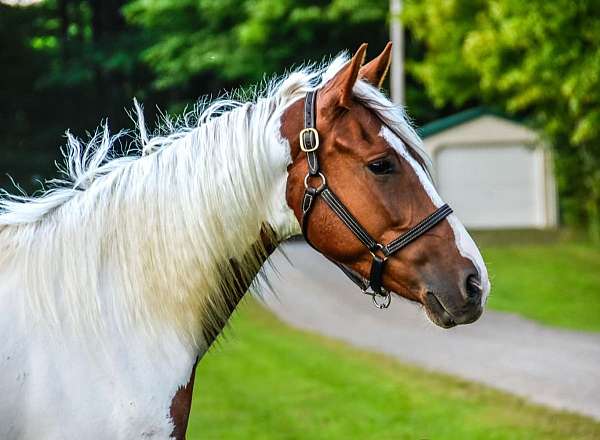 family-horse-quarter