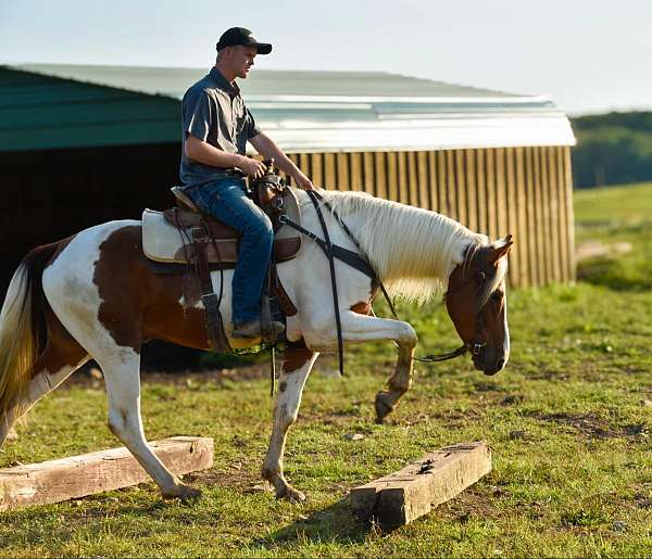 nrcha-stallion-stakes-mare