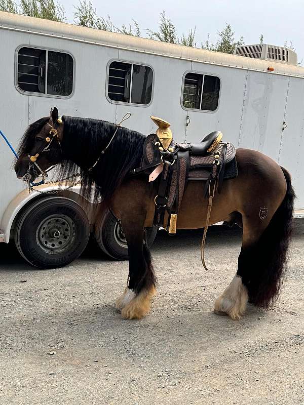 gypsy-horse-stallion