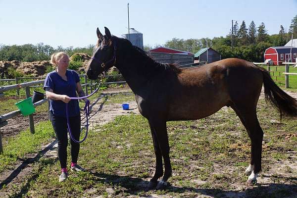 big-boy-warmblood-horse