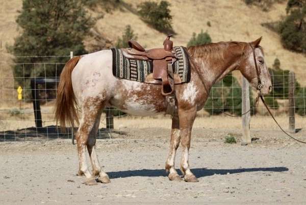 chestnut-blaze-horse