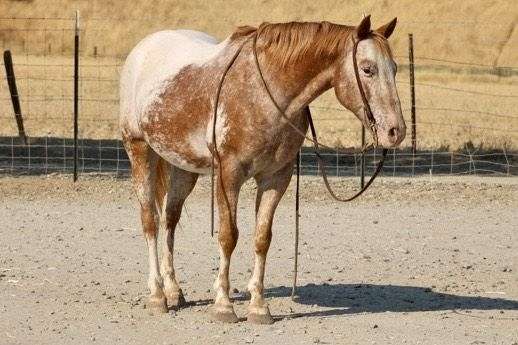 family-horse-quarter