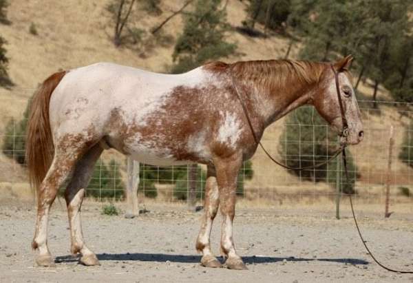 ranch-work-quarter-horse