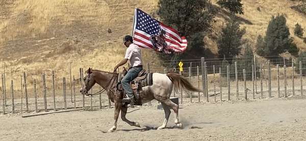 all-around-quarter-horse