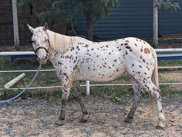 schoolmaster-appaloosa-pony