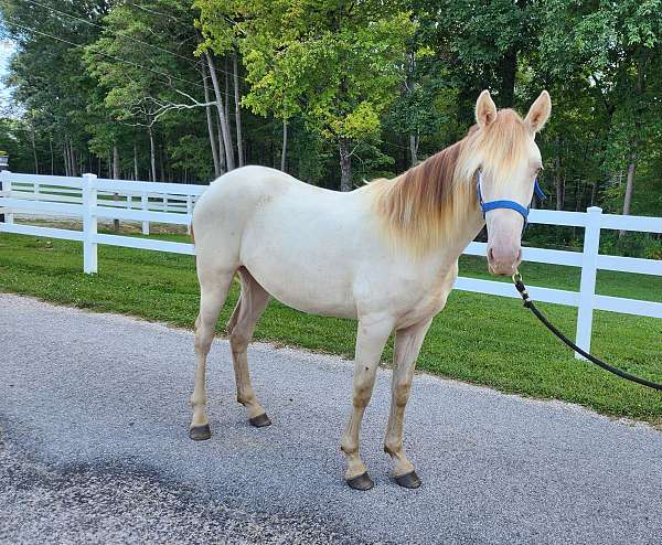 buckskin-champagne-filly-mare-for-sale