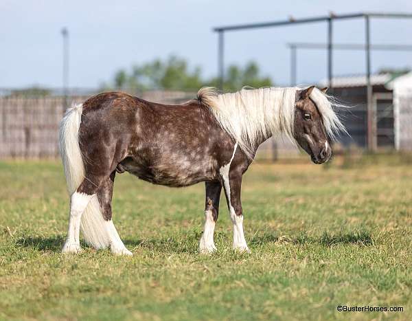 silb-pony-gelding