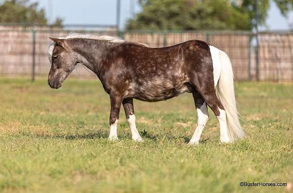 silb-athletic-pony