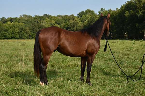 star-right-hind-sock-horse