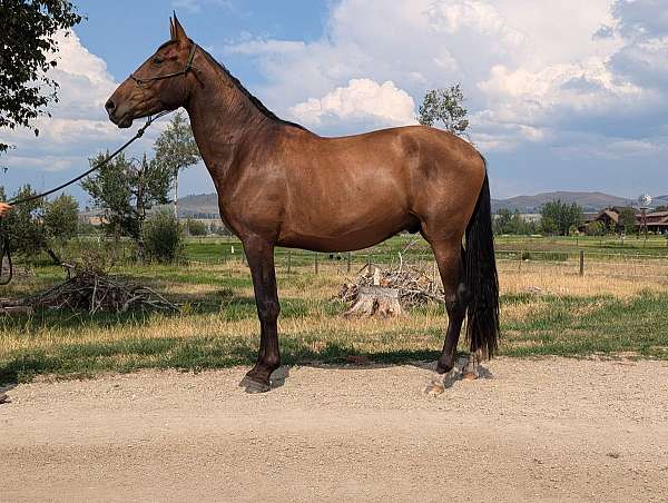 andalusian-gelding