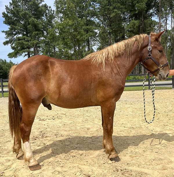 sorrel-belgian-gelding