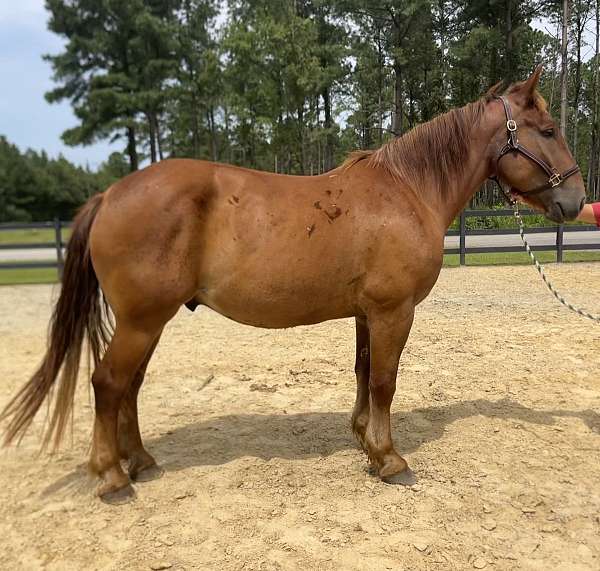 sorrel-belgian-gelding