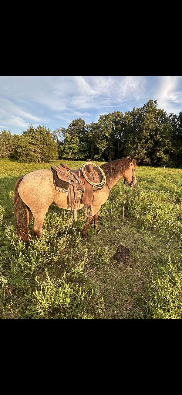 crossbred-pony-mare