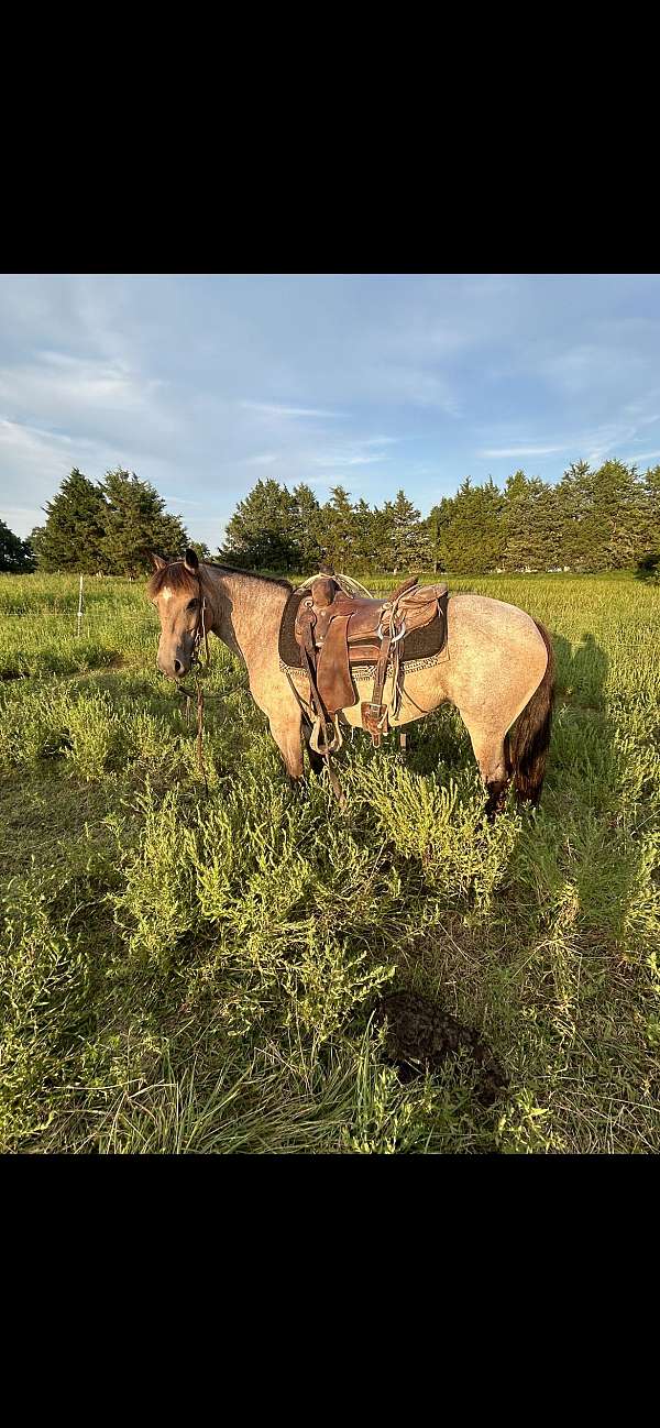 crossbred-pony-for-sale