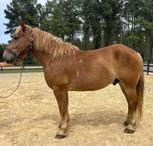 sorrel-belgian-gelding