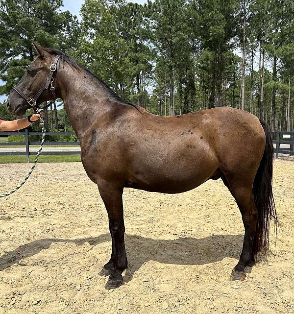 black-quarter-horse-gelding