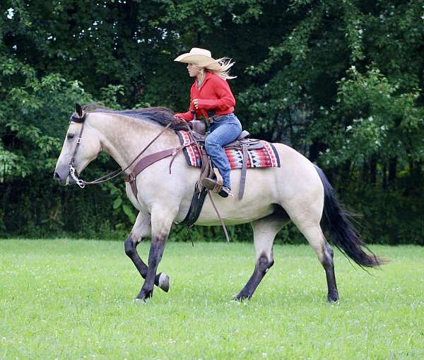 money-winner-draft-horse