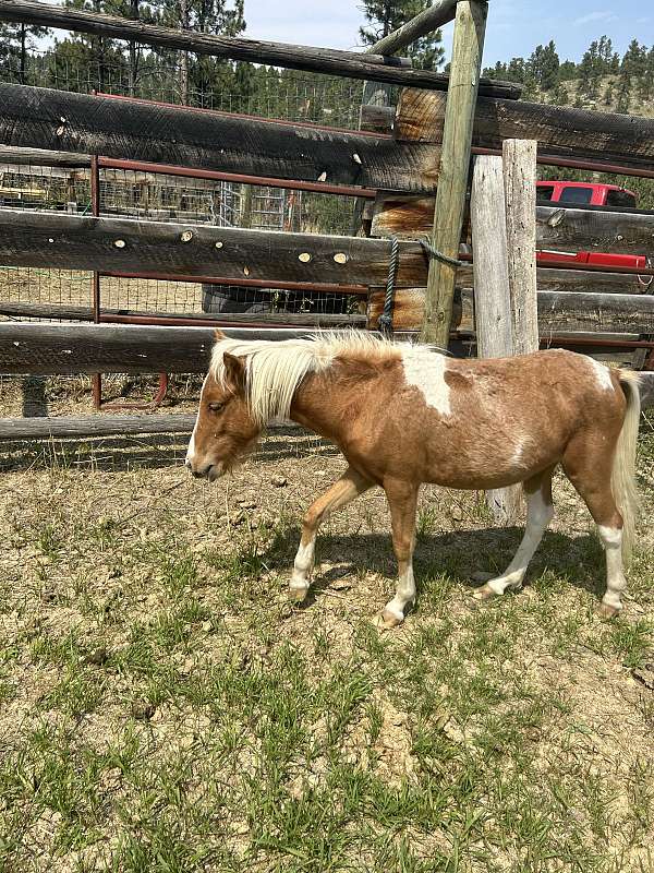 sorrel-tobiano-colt-for-sale