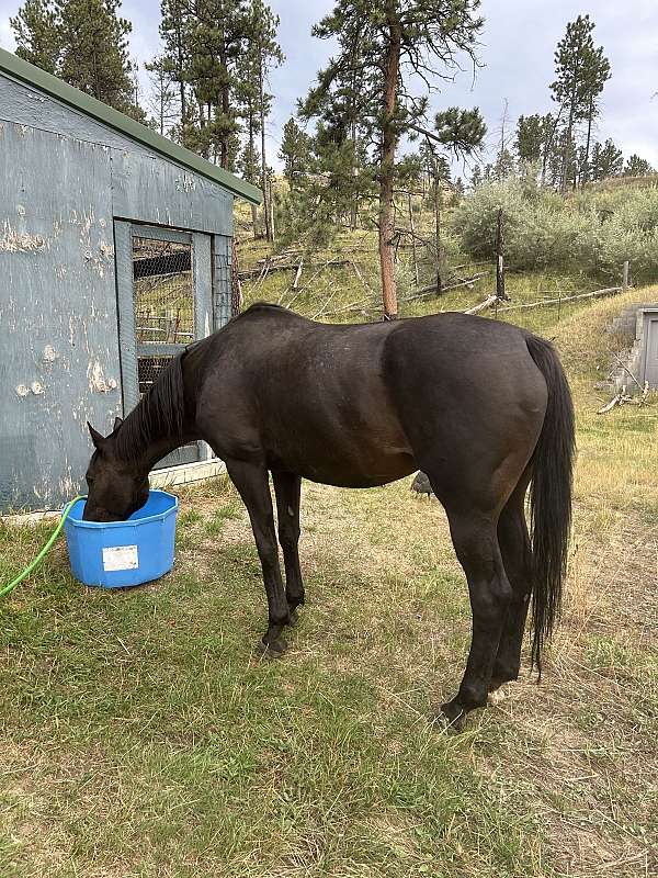 sporthorse-stallion-horse