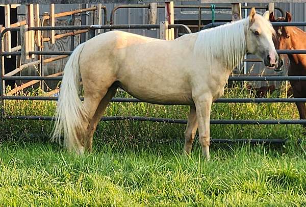 palomino-blaze-stocking-sock-horse