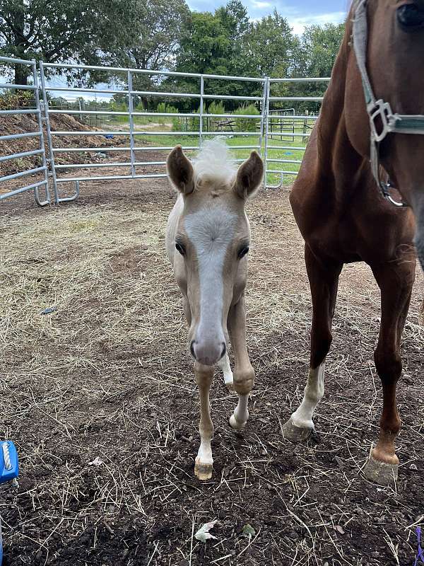 palomino-blaze-3-white-stockings-horse