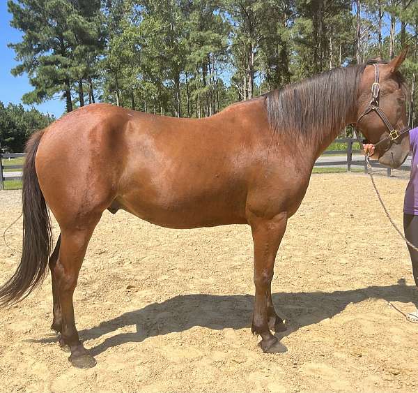 bay-quarter-horse-gelding