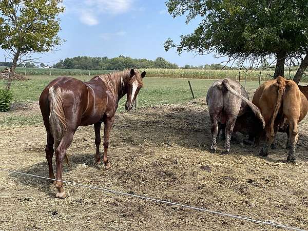 beginner-trail-mare-foal