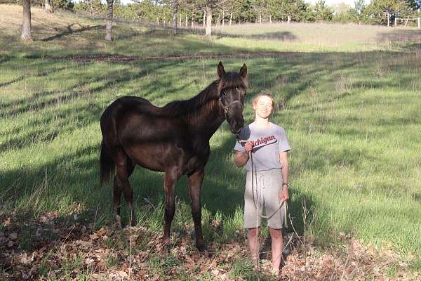 rocky-mountain-filly