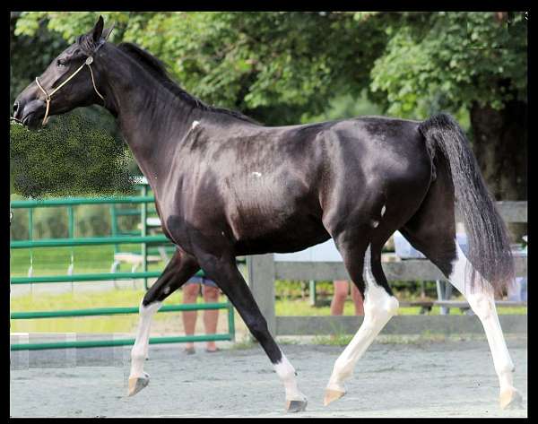 overo-half-arabian-horse