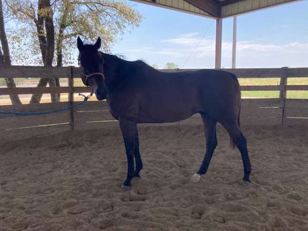 right-hind-half-pastern-white-extending-on-ankle-inback-horse