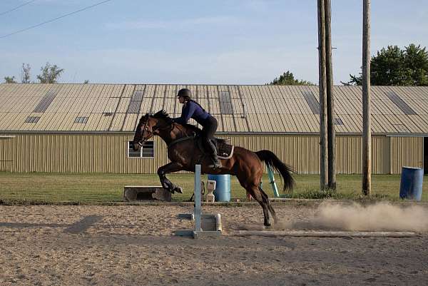 thoroughbred-gelding