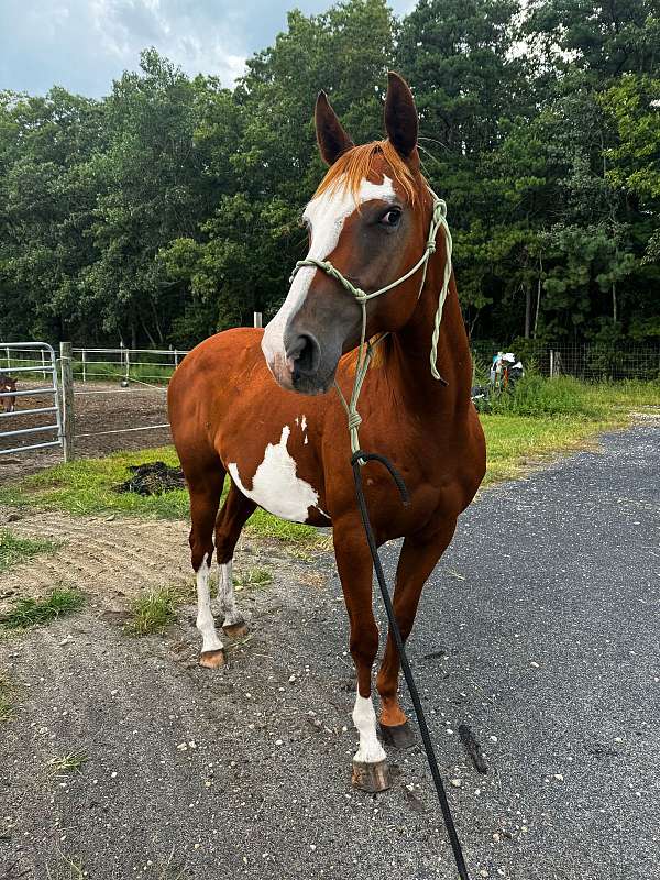 aged-quarter-horse