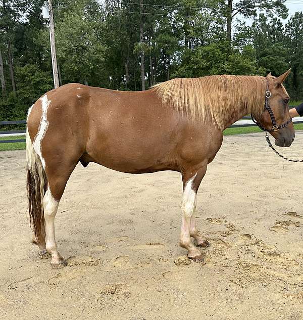 pinto-paint-gelding