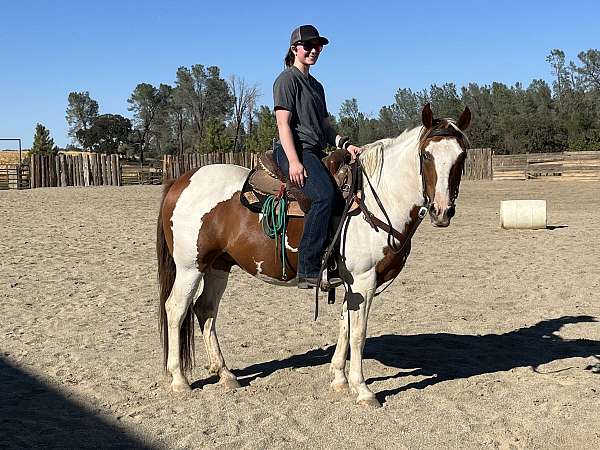 tobiano-paint-gelding