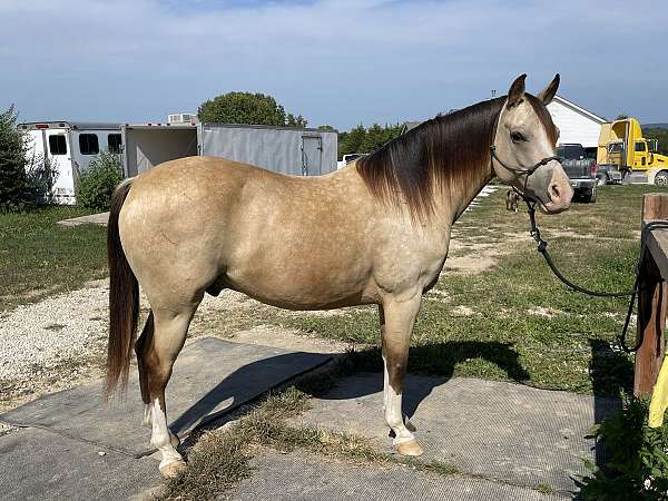 athletic-started-under-saddle-quarab-horse