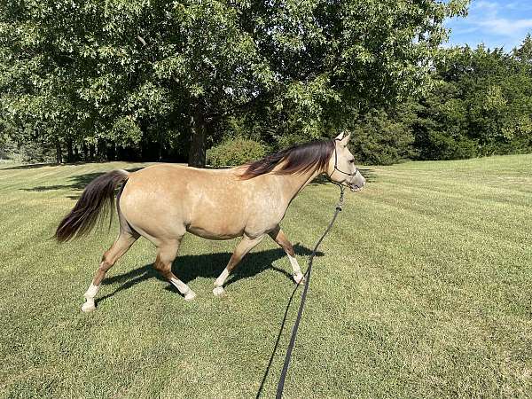 buckskin-quarab-gelding