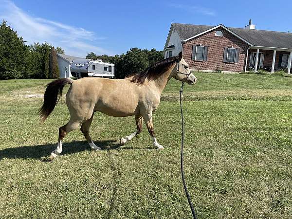 buckskin-athletic-started-under-saddle-horse