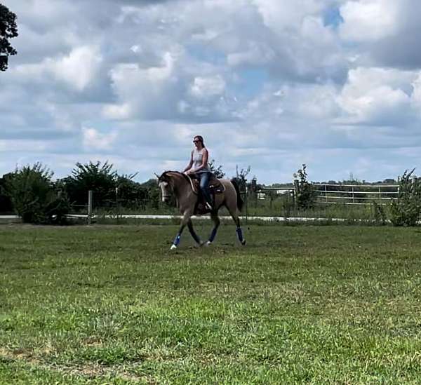 athletic-started-under-saddle-horse