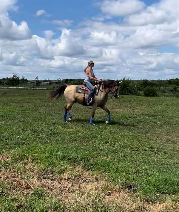 athletic-started-under-saddle-gelding