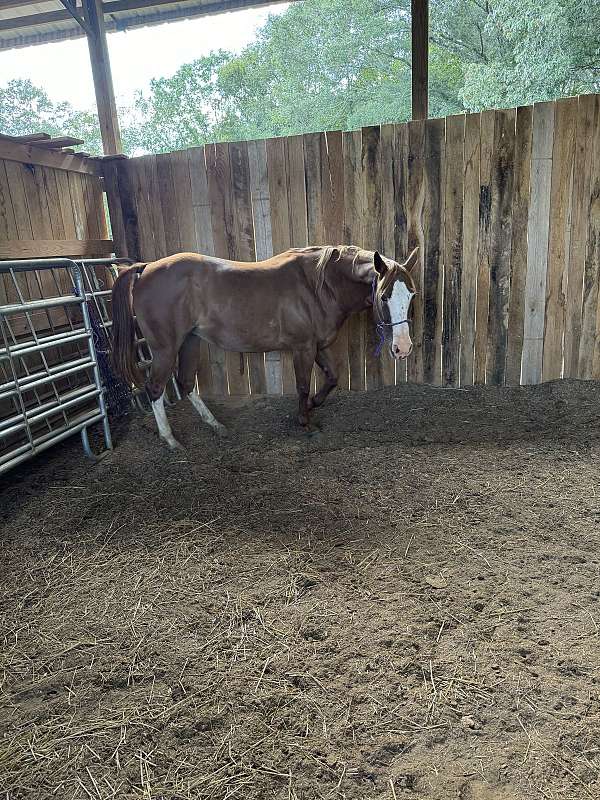 team-roping-quarter-horse