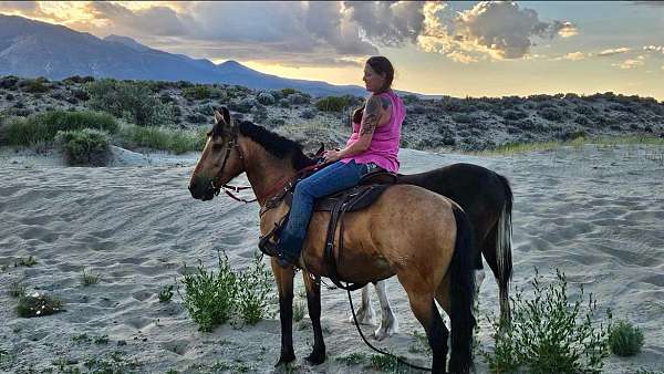 buckskin-mustang-mare