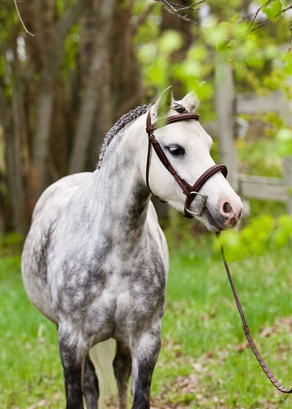 welsh-pony-mare