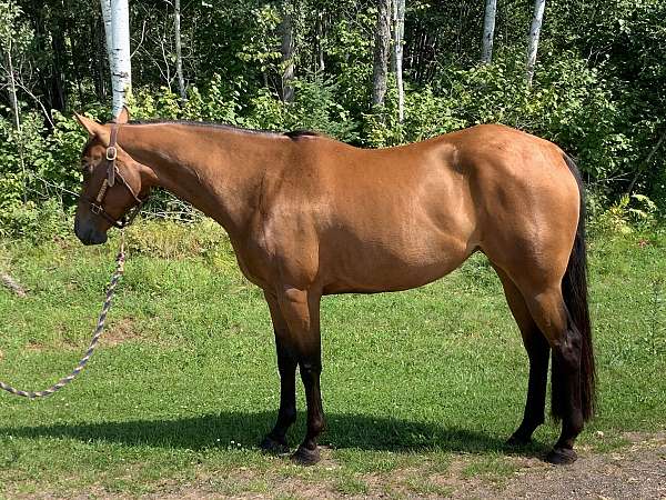 quarter-horse-mare