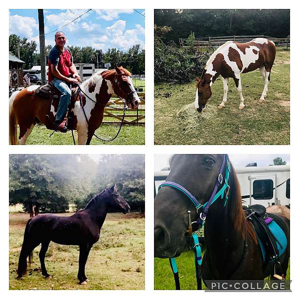 missouri-fox-trotter-gelding