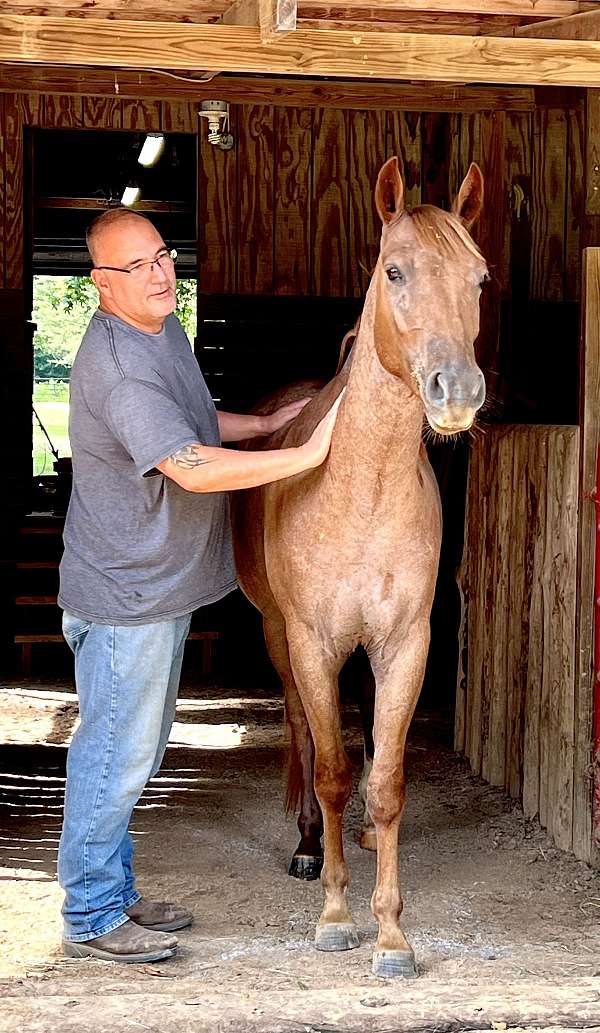 quarter-horse-gelding