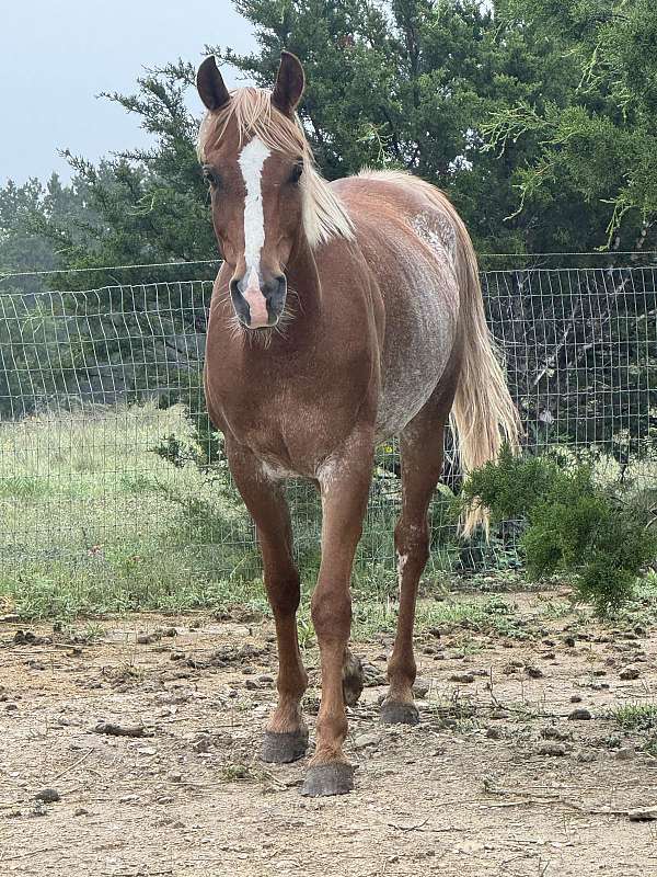 arabian-gelding