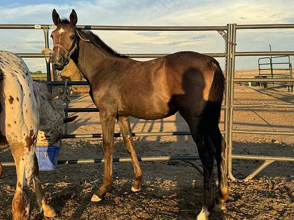 grey-oldenburg-filly