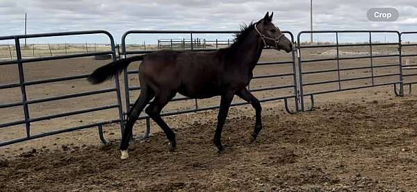 grey-oldenburg-filly