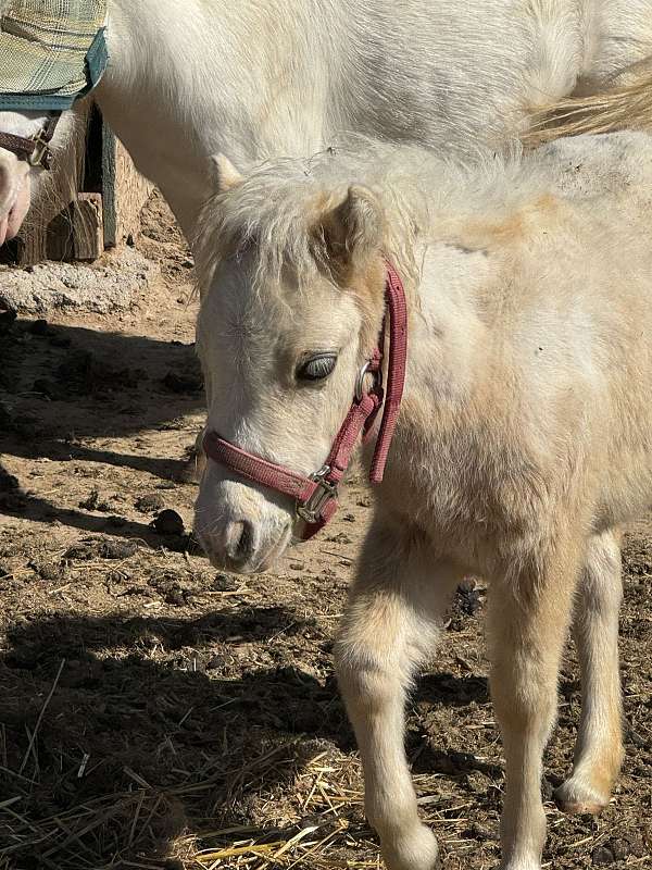 palomino-miniature-filly