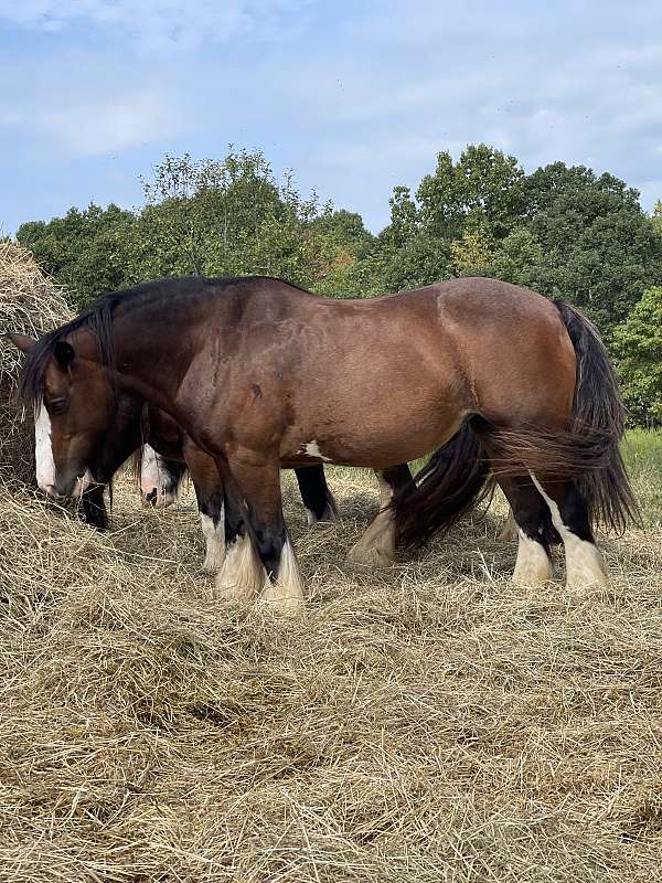 bay-ghra-filly-mare